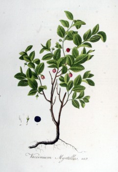 Heidelbeer Früchte bio
